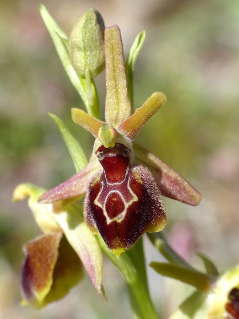 Ophrys precoci nellAbruzzo sud orientale 2022